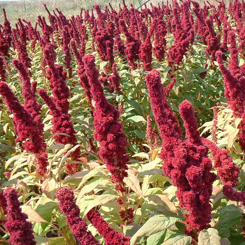 red amaranth seeds for planting Garnet Red Amaranth Seeds (Organic)