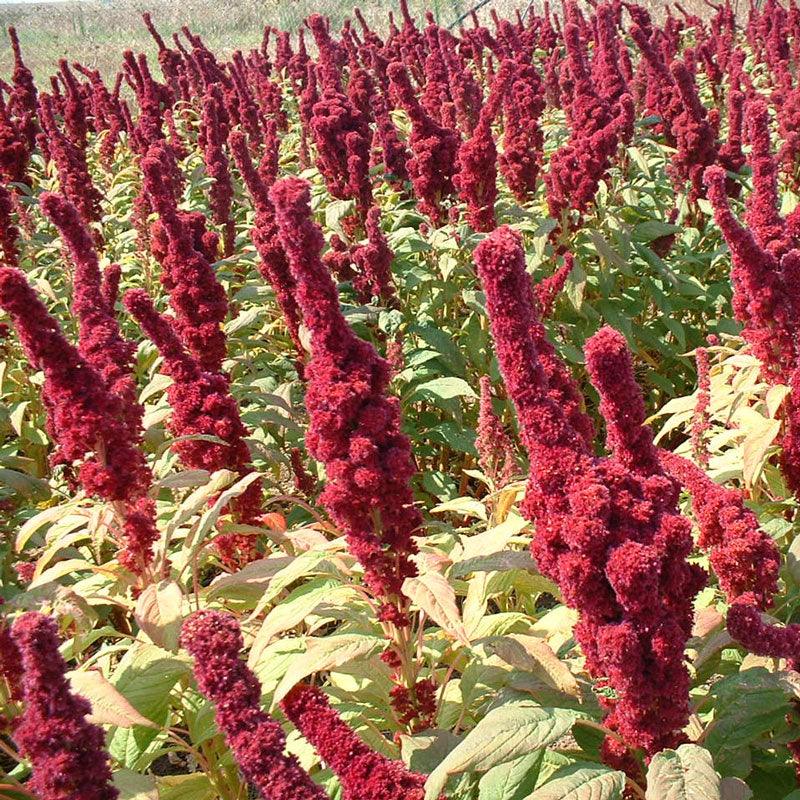 Red Amaranth Greens Seeds (Organic) from $3.99-Grow Organic Red Amaranth Greens Seeds (Organic) Vegetable Seeds