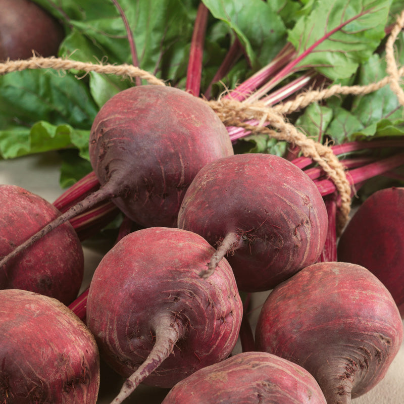 Green Top Bunching Beet Seeds (Organic) - Grow Organic Green Top Bunching Beet Seeds (Organic) Vegetable Seeds