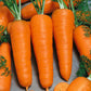Chantenay Carrot Seeds (Organic) - Grow Organic Chantenay Carrot Seeds (Organic) Vegetable Seeds