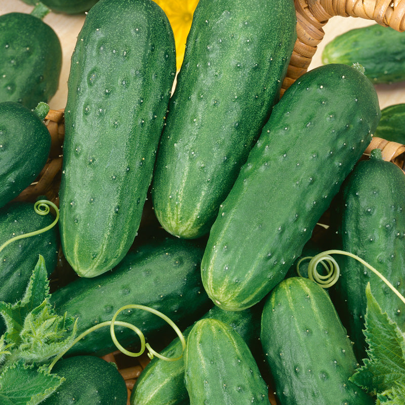Homemade Pickles Cucumber Seeds (Organic) - Grow Organic Homemade Pickles Cucumber Seeds (Organic) Vegetable Seeds