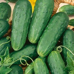 Homemade Pickles Cucumber Seeds (Organic) - Grow Organic