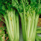 Tall Utah Celery Seeds (Organic) - Grow Organic Tall Utah Celery Seeds (Organic) Vegetable Seeds