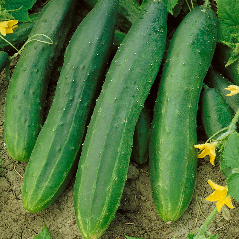Straight Eight Cucumber Seeds (Organic) - Grow Organic Straight Eight Cucumber Seeds (Organic) Vegetable Seeds