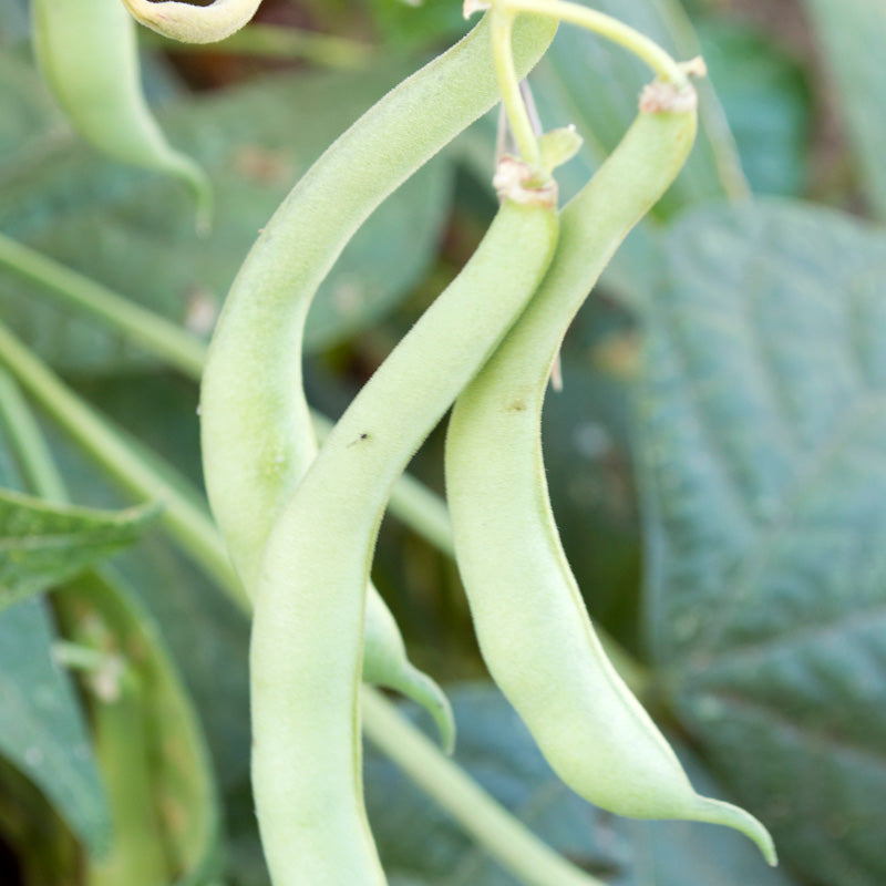 Tendergreen Bush Bean Seeds (Organic) - Grow Organic Tendergreen Bush Bean Seeds (Organic) Vegetable Seeds