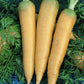 Solar Yellow Carrot Seeds (Organic) - Grow Organic Solar Yellow Carrot Seeds (Organic) Vegetable Seeds