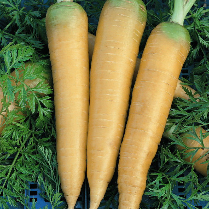 Solar Yellow Carrot Seeds (Organic) - Grow Organic Solar Yellow Carrot Seeds (Organic) Vegetable Seeds