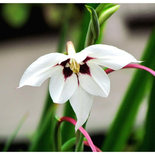 Acidanthera (Pack of 20) - Grow Organic Acidanthera (Pack of 20) Flower Bulbs