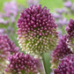 Bee Purple Collection - (50 Bulbs) - Grow Organic Bee Bulb Collection - Purple (Pack of 50) Flower Bulbs