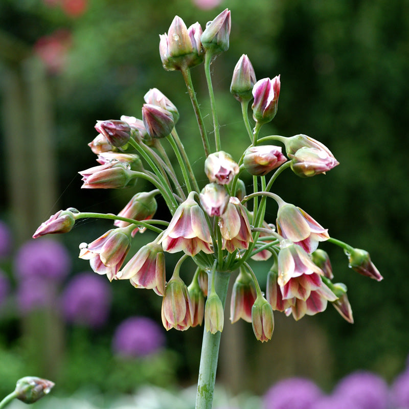 Nectaroscordum (Allium siculum) (Pack of 15) - Grow Organic Nectaroscordum (Allium siculum) (Pack of 15) Flower Bulbs