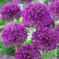Bee Purple Collection - (50 Bulbs) - Grow Organic Bee Bulb Collection - Purple (Pack of 50) Flower Bulbs