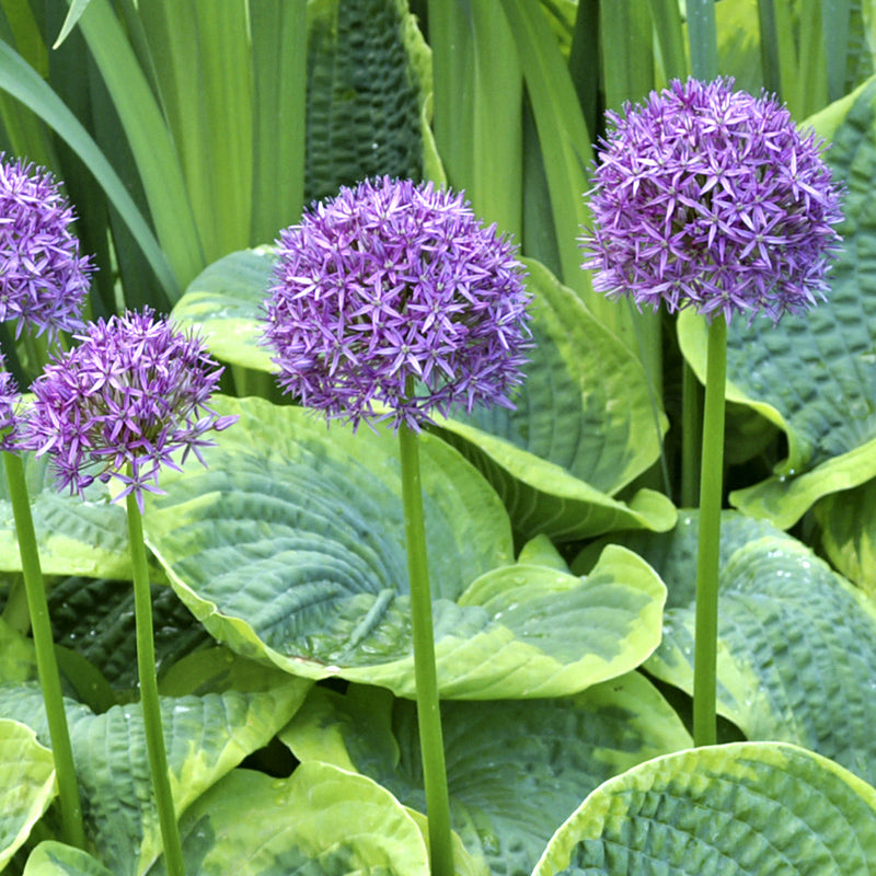 "Purple Sensation" Allium (Pack Of 8) - Grow Organic "Purple Sensation" Allium (Pack Of 8) Flower Bulbs