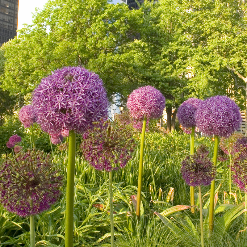 "Purple Sensation" Allium (Pack Of 8) - Grow Organic "Purple Sensation" Allium (Pack Of 8) Flower Bulbs