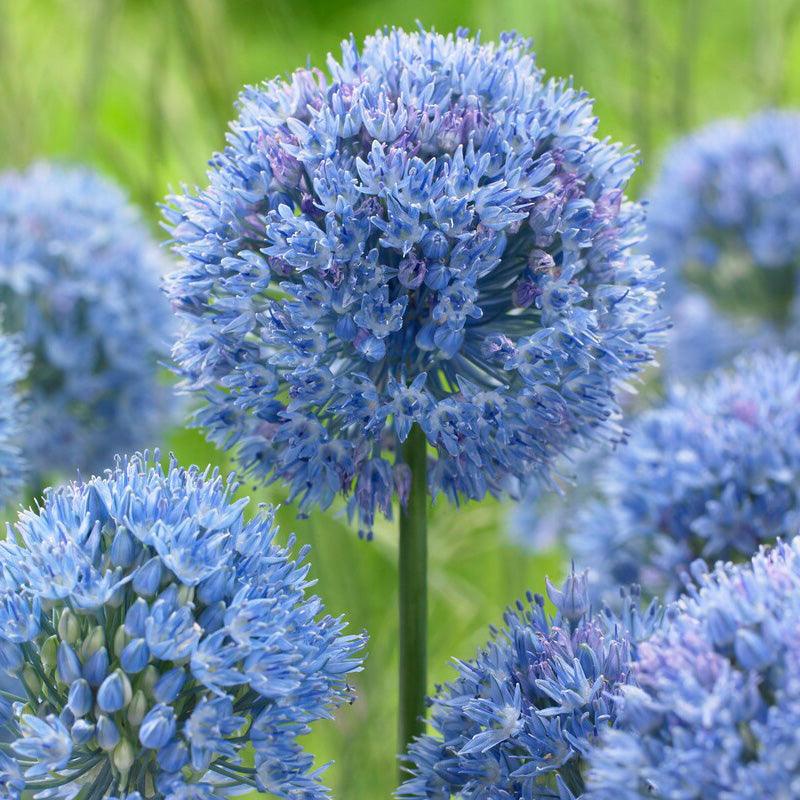 Bee Blue Collection - (50 Bulbs) - Grow Organic Bee Bulb Collection - Blue (Pack of 50) Flower Bulbs