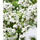 Bee White Collection - (50 Bulbs) – Grow Organic Bee Bulb Collection - White (Pack of 50) Flower Bulbs