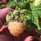 Organic Raspberry - Anne Golden (Ea) Grow Organic