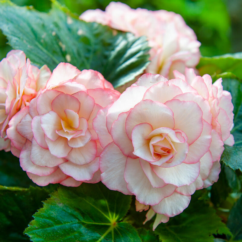 Begonia Double Bouton de Rose (Pack of 2) - Grow Organic Begonia Double Bouton de Rose (Pack of 2) Flower Bulbs