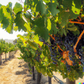 Wine Grape Vine - Cabernet Sauvignon