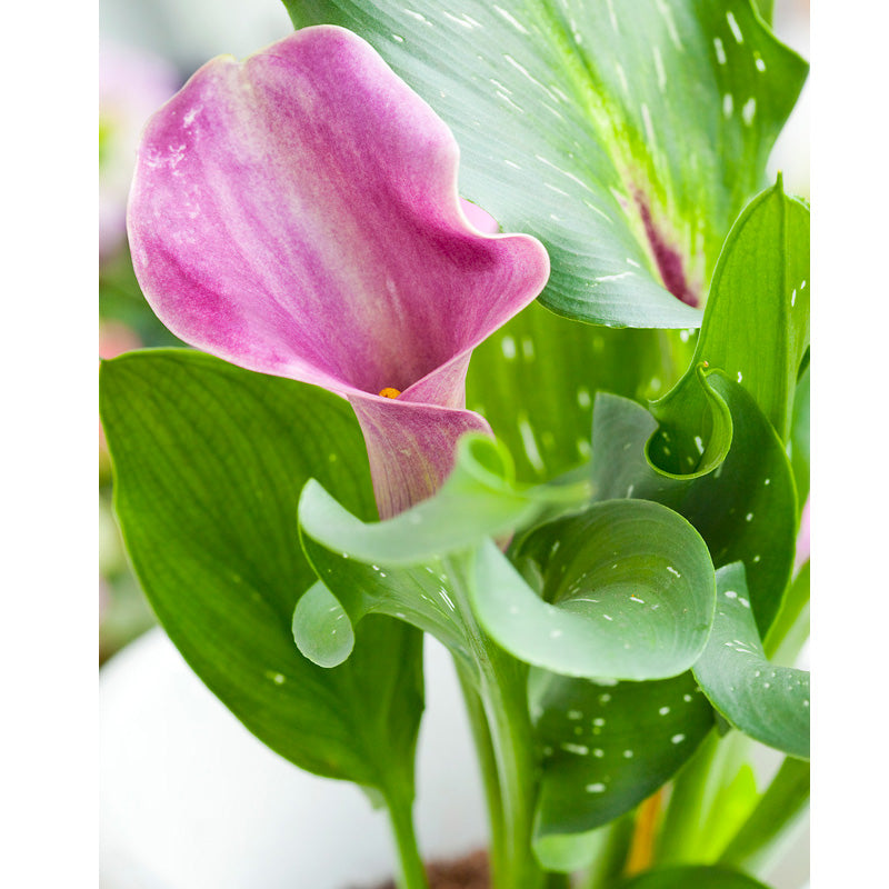 Calla Lily Denver (Pack of 1) - Grow Organic Calla Lily Denver (Pack of 1) Flower Bulbs
