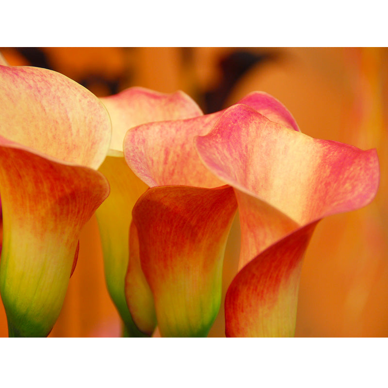 Calla Lily Lady Marmalade (Pack of 1) - Grow Organic Calla Lily Lady Marmalade (Pack of 1) Flower Bulbs