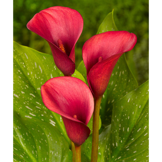 Calla Lily Red Alert (Pack of 1) - Grow Organic Calla Lily Red Alert (Pack of 1) Flower Bulbs