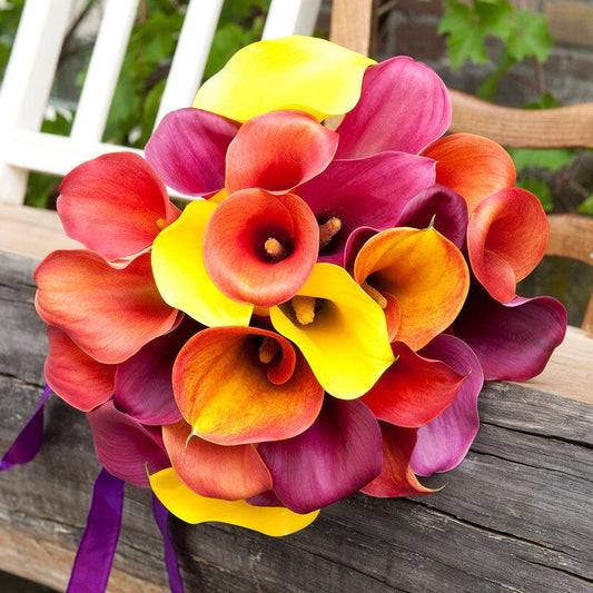 Calla Lily Tequila Sunrise Blend (Pack of 3) - Grow Organic Calla Lily Tequila Sunrise Blend (Pack of 3) Flower Bulbs