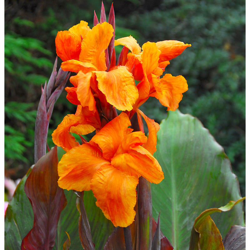 Canna Wyoming (Pack of 2) - Grow Organic Canna Wyoming (Pack of 2) Flower Bulbs