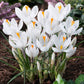 Bee White Collection - (50 Bulbs) – Grow Organic Bee Bulb Collection - White (Pack of 50) Flower Bulbs