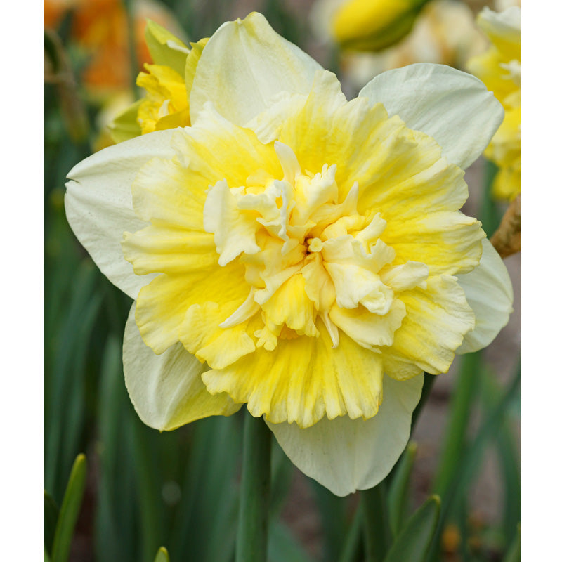 Daffodil Double Ice King (Pack of 5) - Grow Organic "Ice King" Double Daffodil Bulbs (Pack of 5) Flower Bulbs