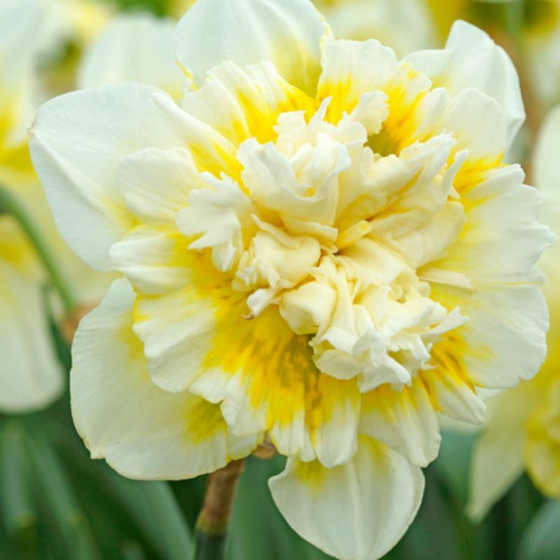 Daffodil Double Ice King (Pack of 5) - Grow Organic "Ice King" Double Daffodil Bulbs (Pack of 5) Flower Bulbs