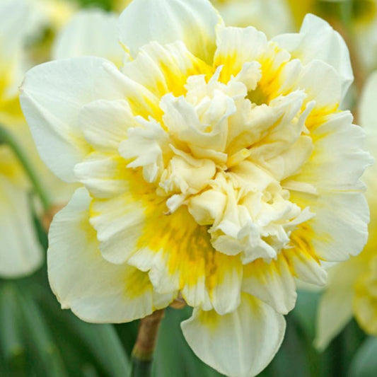 Daffodil Double Ice King (Pack of 5) - Grow Organic "Ice King" Double Daffodil Bulbs (Pack of 5) Flower Bulbs