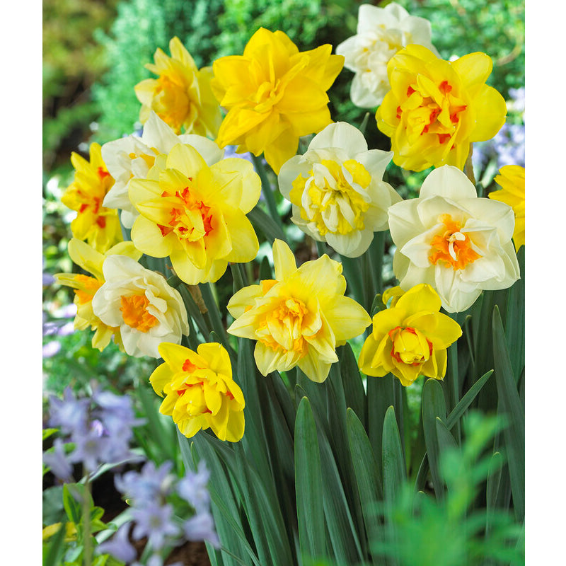 Double Daffodil Bulb Mix (Pack of 12)-Grow Organic Double Daffodil Bulb Mix (Pack of 12) Flower Bulbs