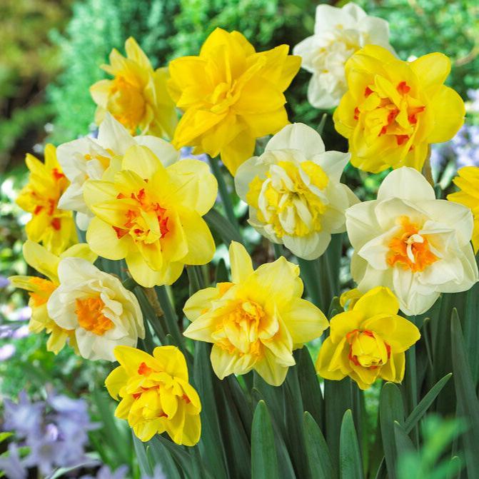 Double Daffodil Bulb Mix (Pack of 12)-Grow Organic Double Daffodil Bulb Mix (Pack of 12) Flower Bulbs