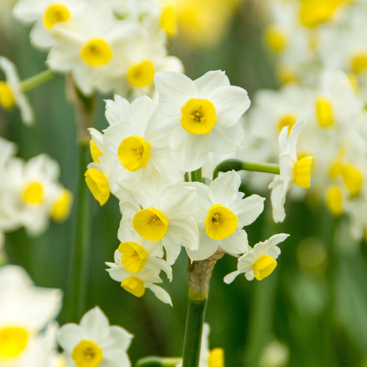 "Minnow" Tazetta Daffodil Bulbs (Pack of 25) - Grow Organic "Minnow" Tazetta Daffodil Bulbs (Pack of 25) Flower Bulbs