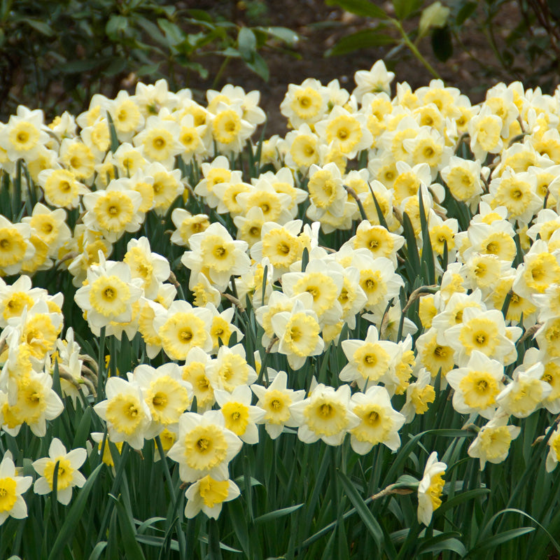 "Ice Follies" Large Cup Daffodil Bulbs (Pack of 15) "Ice Follies" Large Cup Daffodil Bulbs (Pack of 15) Flower Bulbs