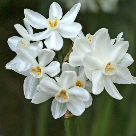 "Ziva" Paperwhite Daffodil Bulbs (Pack of 4) - Grow Organic "Ziva" Paperwhite Daffodil Bulbs (Pack of 4) Flower Bulbs