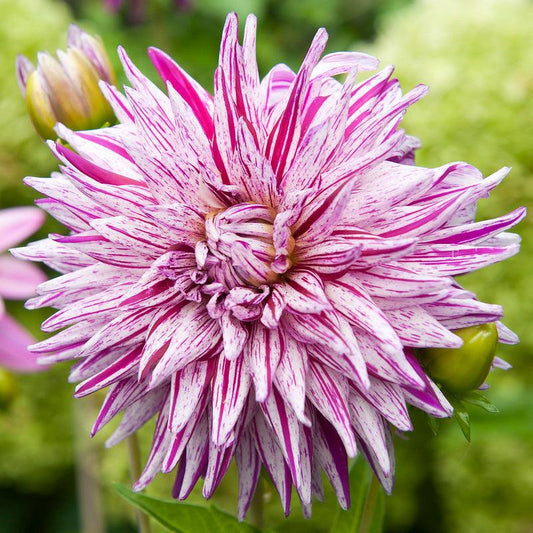 Dahlia Blackberry Ripple (Pack of 2) - Grow Organic Dahlia Blackberry Ripple (Pack of 2) Flower Bulbs