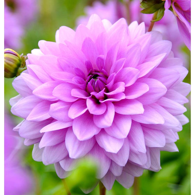 Dahlia Blue Boy (Pack of 2) - Grow Organic Dahlia Blue Boy (Pack of 2) Flower Bulbs