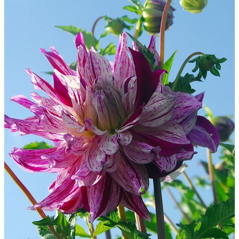 Dahlia Bristol Stripe (Pack of 2) - Grow Organic Dahlia Bristol Stripe (Pack of 2) Flower Bulbs