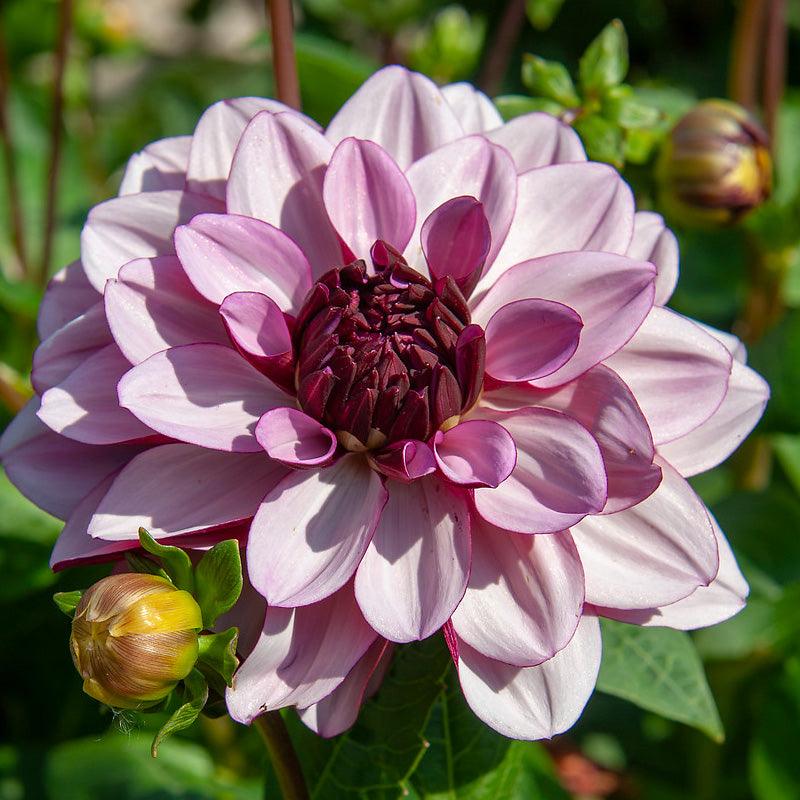 Dahlia Creme de Cassis (Pack of 2) - Grow Organic Dahlia Creme de Cassis (Pack of 2) Flower Bulbs