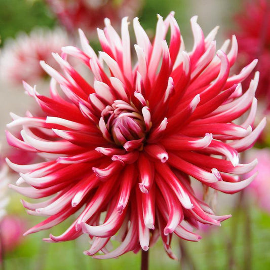 Dahlia Cactus Friquolet (Pack of 2) Grow Organic