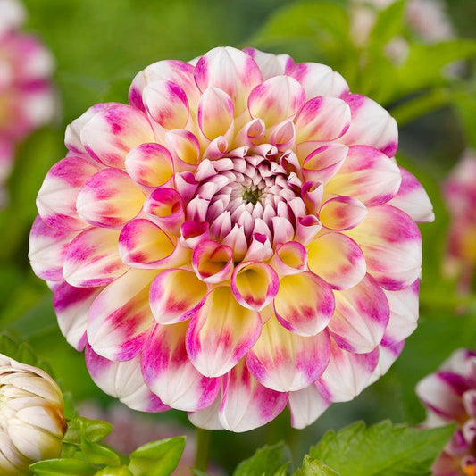 Dahlia Decorative Hawaii (Pack of 2) Grow Organic