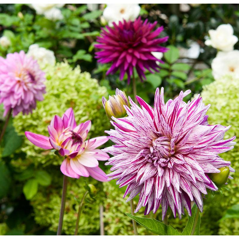 Dahlia Purple Blend (Pack of 3) - Grow Organic Dahlia Purple Blend (Pack of 3) Flower Bulbs