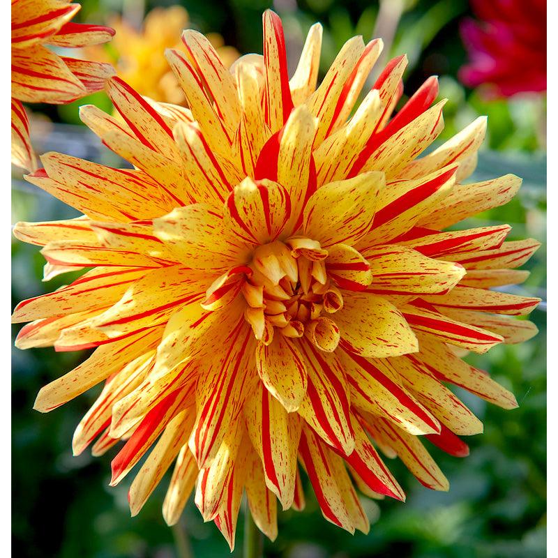 Dahlia Striped Vulcan (Pack of 2) - Grow Organic Dahlia Striped Vulcan (Pack of 2) Flower Bulbs