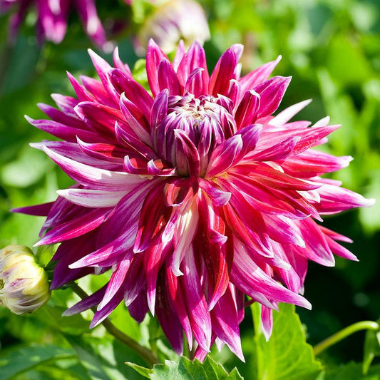 Dahlia Vancouver (Pack of 2) - Grow Organic Dahlia Vancouver (Pack of 2) Flower Bulbs