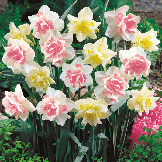 Double Duo Daffodil Bulb Mix (Pack of 15)-Grow Organic Double Duo Daffodil Bulb Mix (Pack of 15) Flower Bulbs