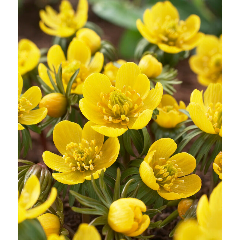 Bee Yellow Collection - (50 Bulbs) - Grow Organic Bee Bulb Collection - Yellow (Pack of 50) Flower Bulbs