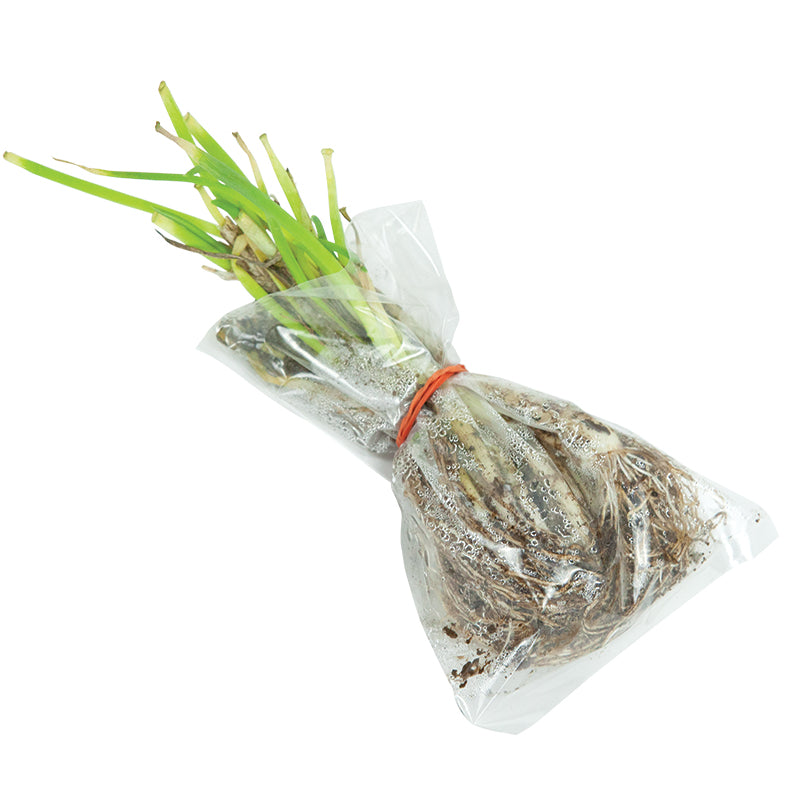 2 ounces of Egyptian Walking Onions bundled in plastic bag with rubber band on white background.