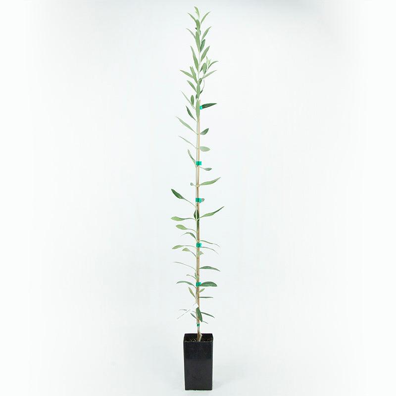 Potted Noccellara Del Belice Olive Tree - Grow Organic Potted Noccellara Del Belice Olive Tree Fruit and Nut Tree