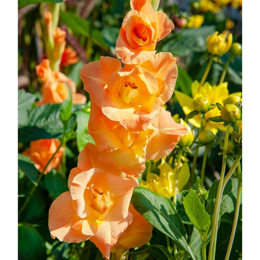 Gladiolus Olympic Flame (Pack of 10) - Grow Organic Gladiolus Olympic Flame (Pack of 10) Flower Bulbs